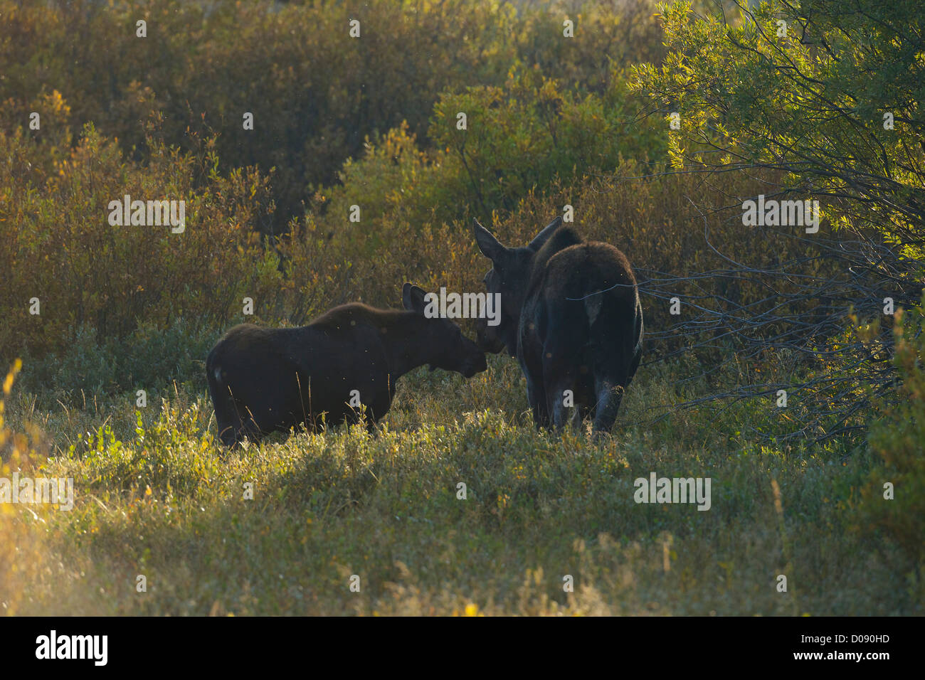 Moose cow and calf, Alces alces shirasi, Grand Teton National Park, Wyoming, USA Stock Photo