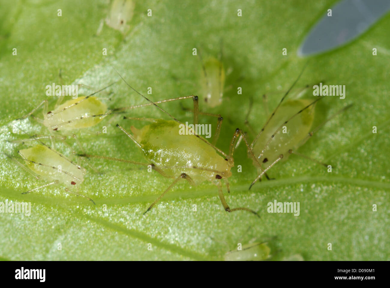 Mottled arum aphids, Aulacorthum circumflexum, on kitchen coriander plant Stock Photo