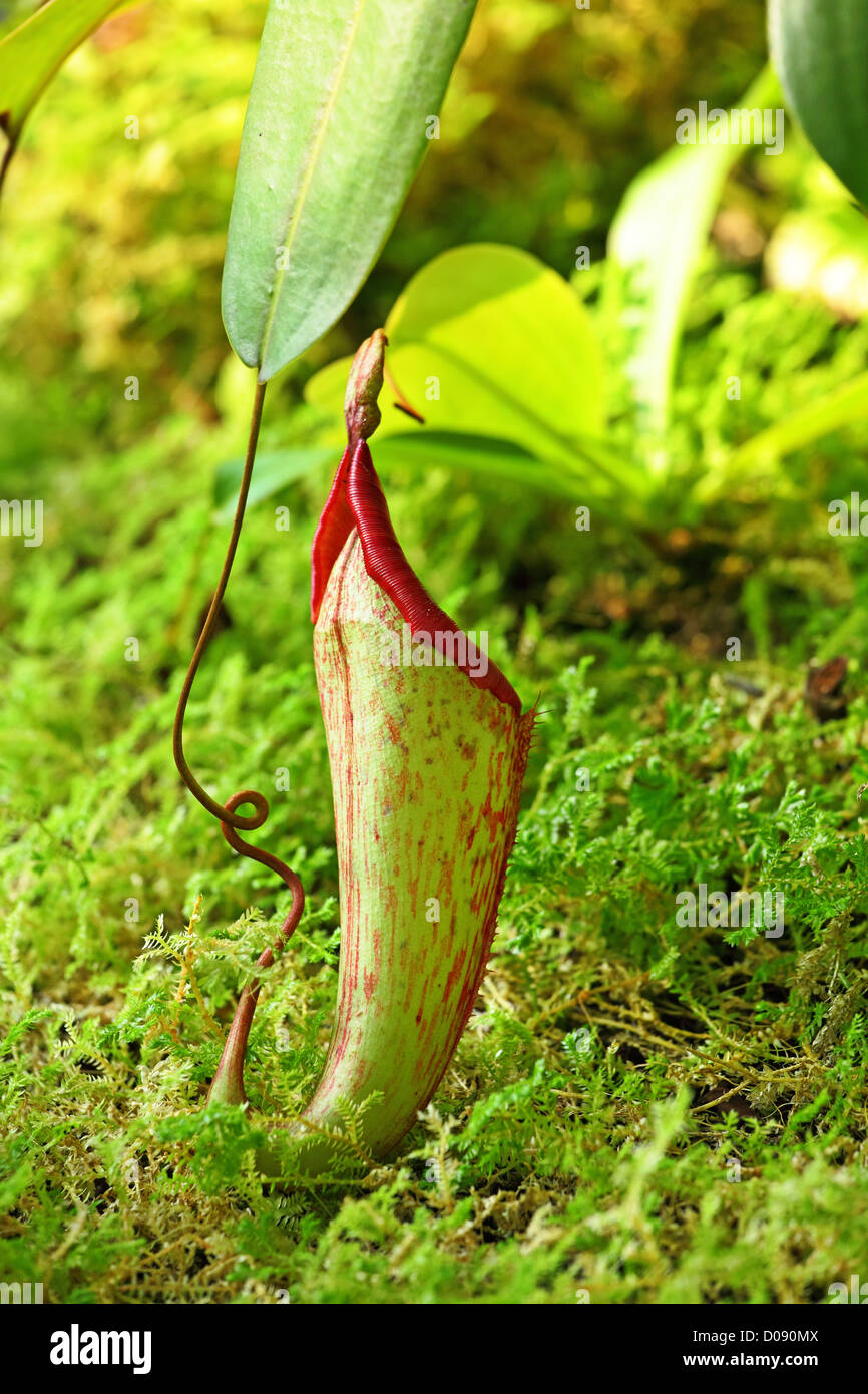 Rare and new plant species hi-res stock photography and images - Alamy