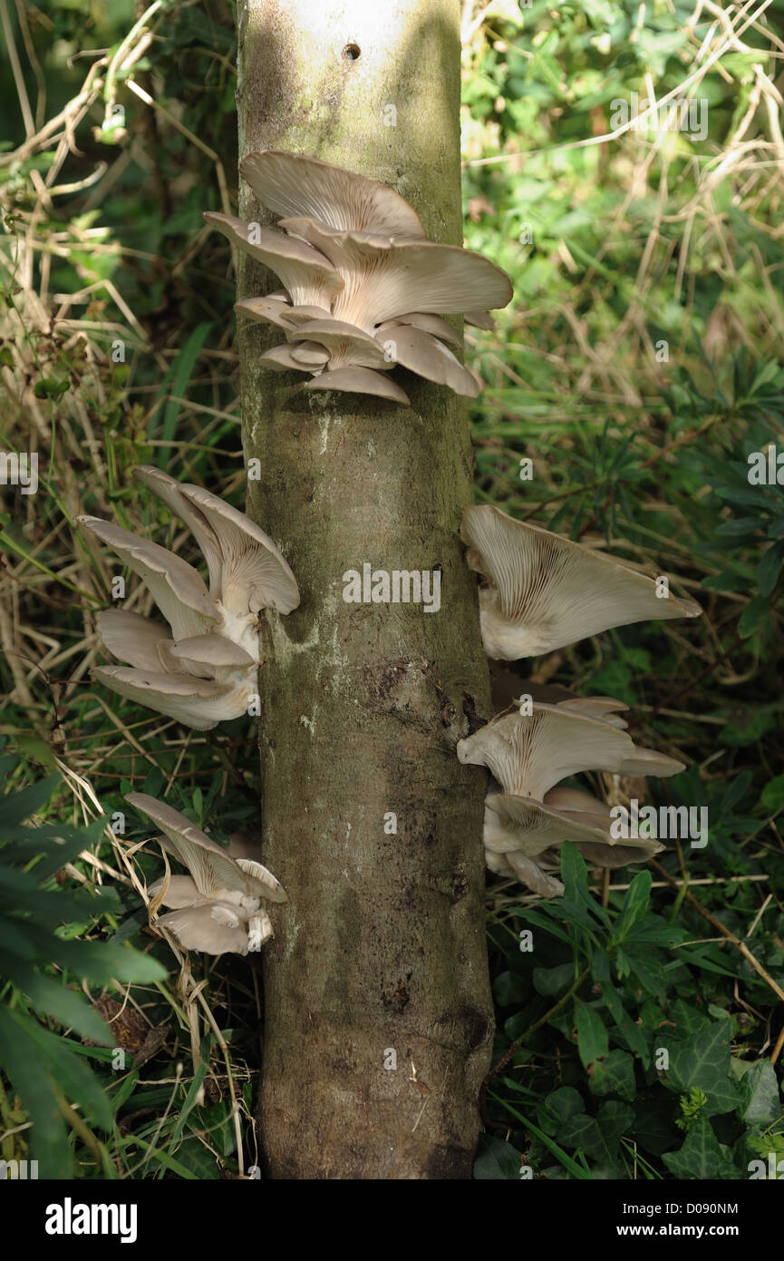 Cultivated oyster mushroom (Pleurotus ostreatus) growing on an impregnated beech log Stock Photo