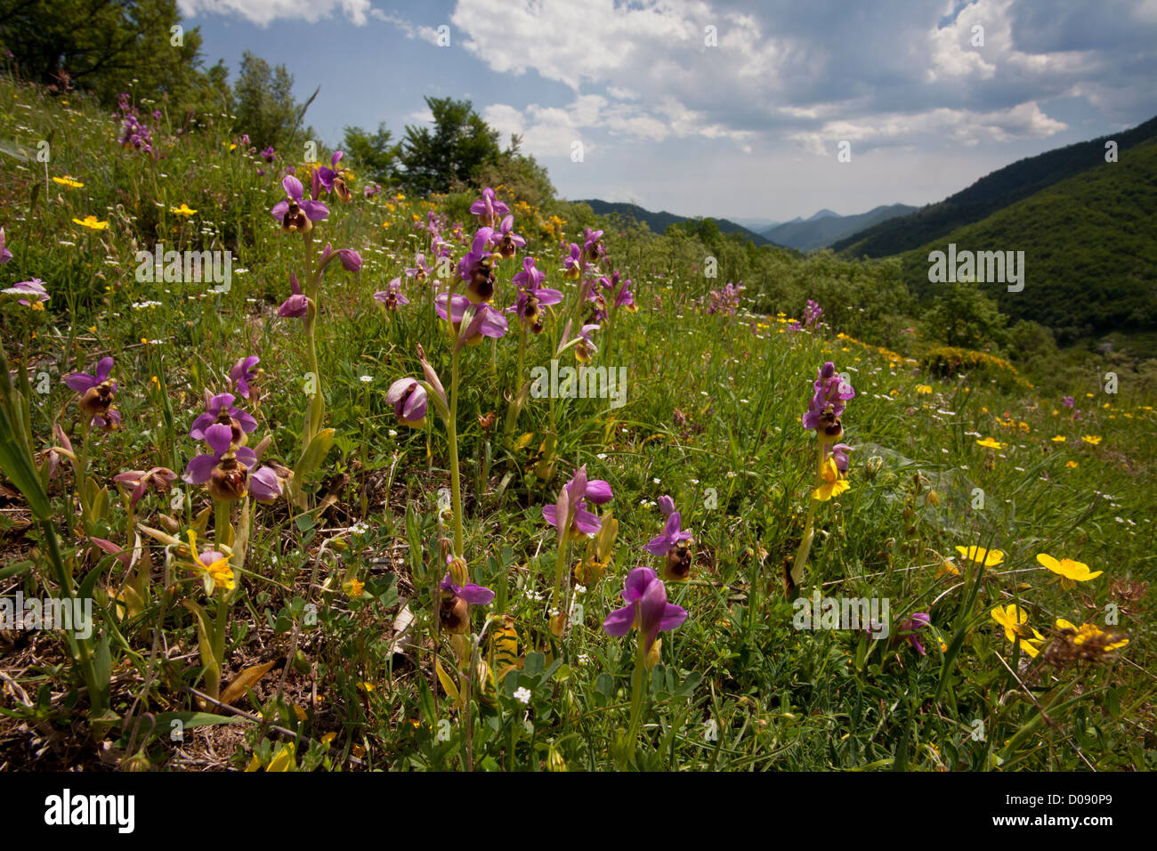 Sawfly Orchids (Ophrys tenthredinifera) in limestone pasture in the Picos de Europa, Spain, Europe Stock Photo