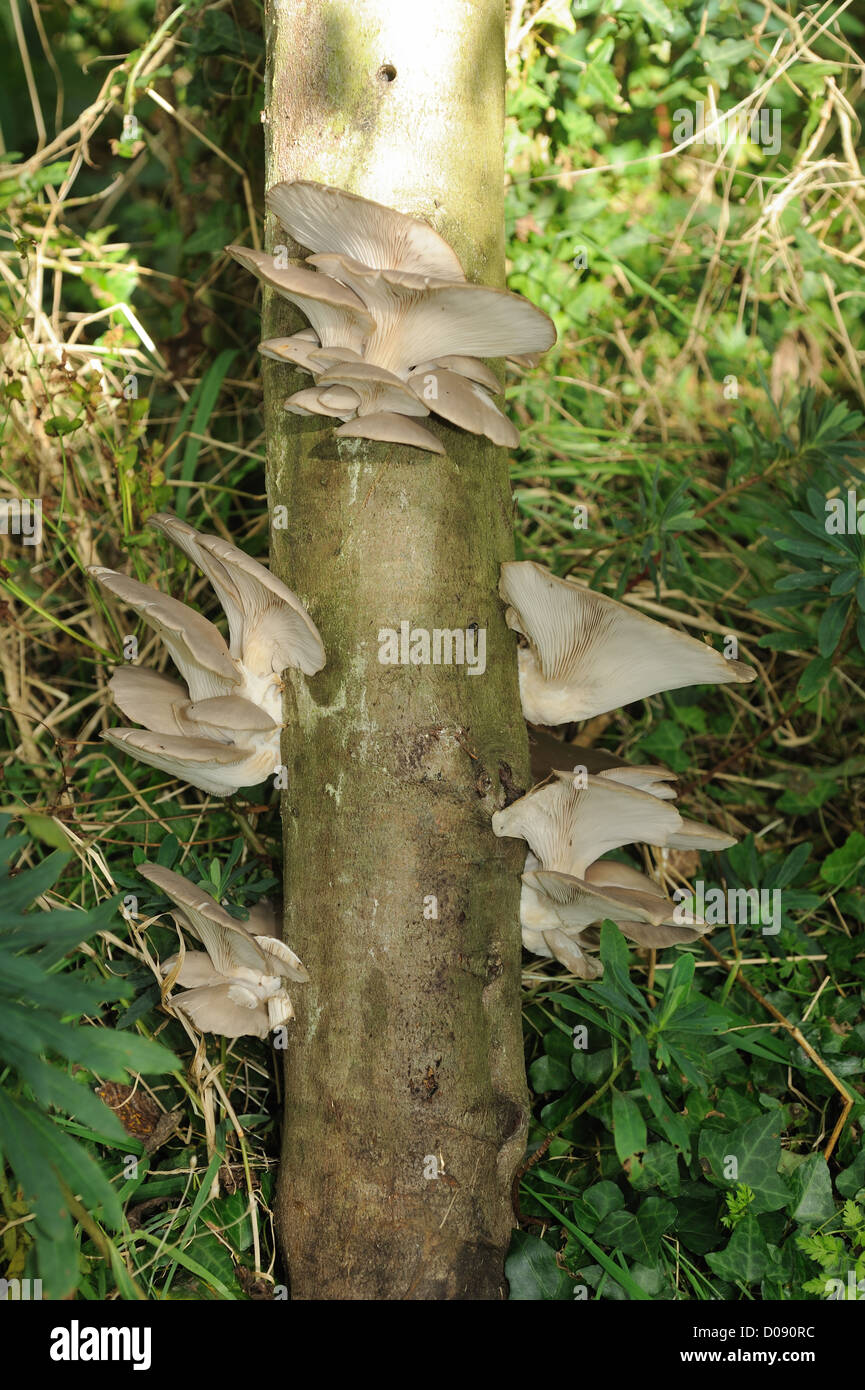 Cultivated oyster mushroom (Pleurotus ostreatus) growing on an impregnated beech log Stock Photo