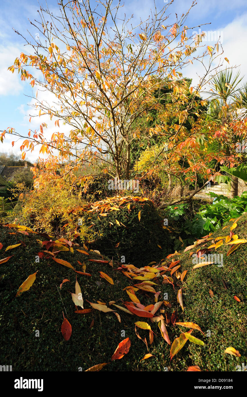 Autumn garden and leaves of a cherry tree, red against dark green of a Lonicera nitida hedge Stock Photo