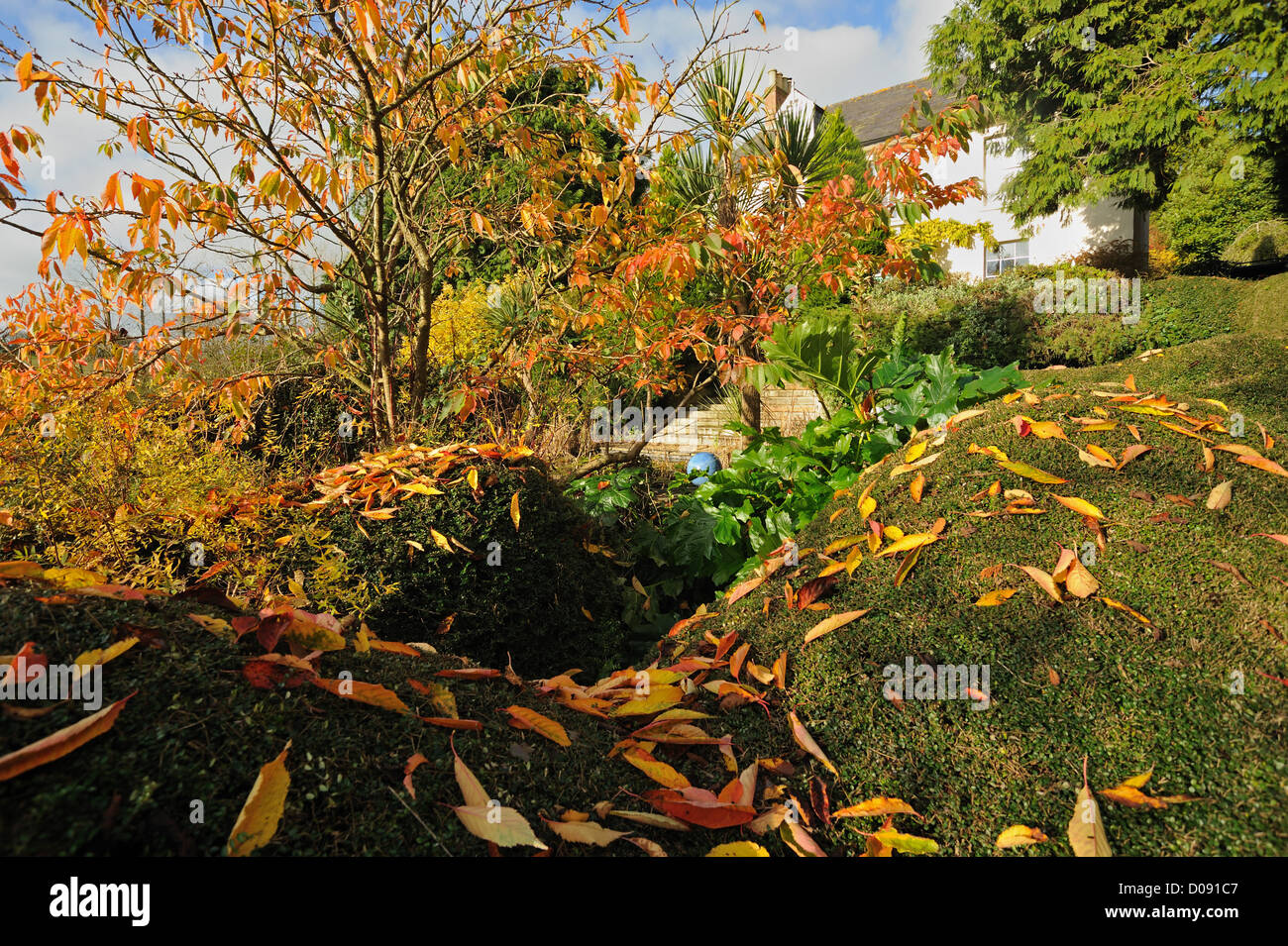 Autumn garden and leaves of a cherry tree, red against dark green of a Lonicera nitida hedge Stock Photo