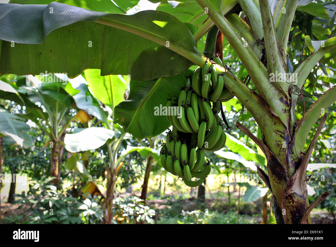 BANANA TREE IN THE MEKONG DELTA VIETNAM ASIA Stock Photo Alamy