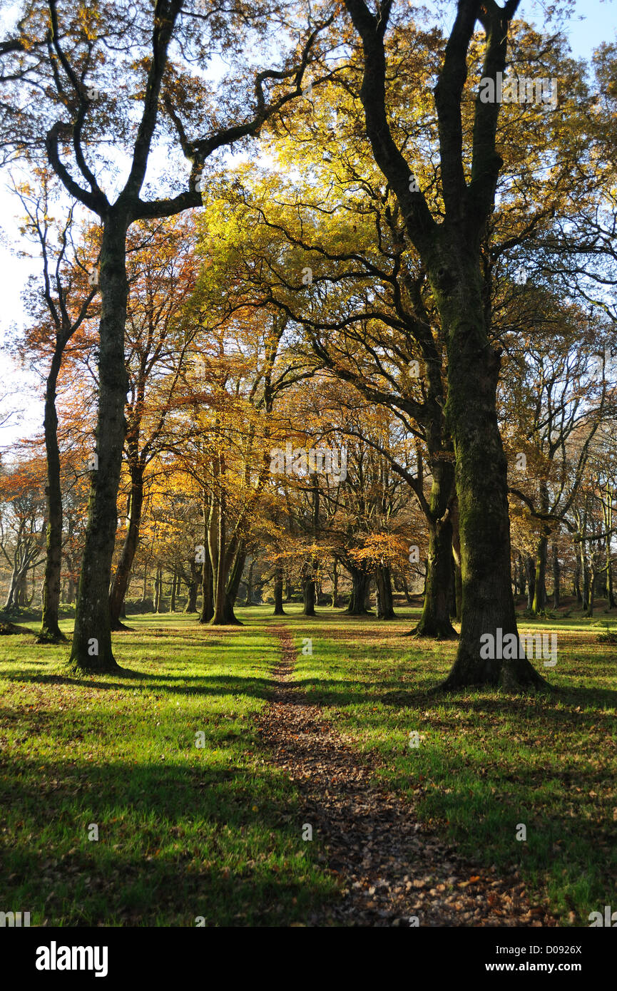 Autumn trees in vivid greens, browns & gold at Blackbury Camp in East Devon Stock Photo