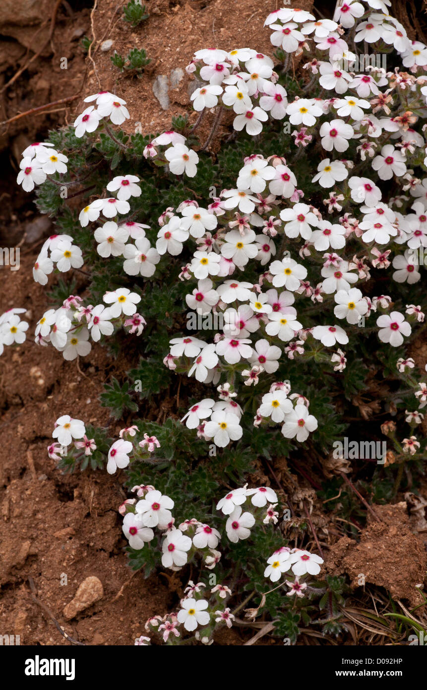 A rock-jasmine (Androsace villosa) in flower, Picos de Europa, Spain, Europe Stock Photo