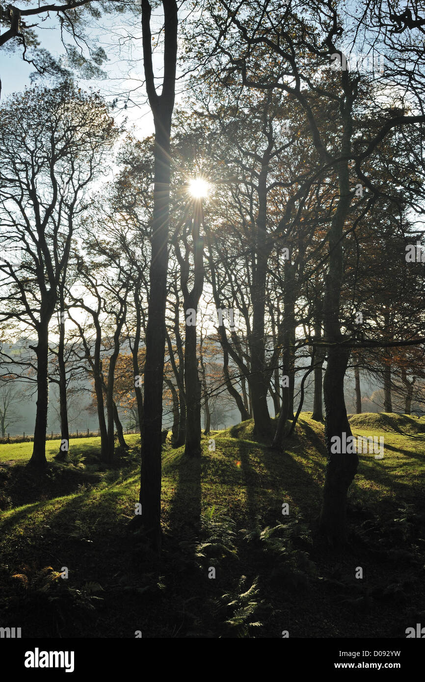 Sun shining through autumn trees of green and brown at Blackbury Camp in East Devon Stock Photo