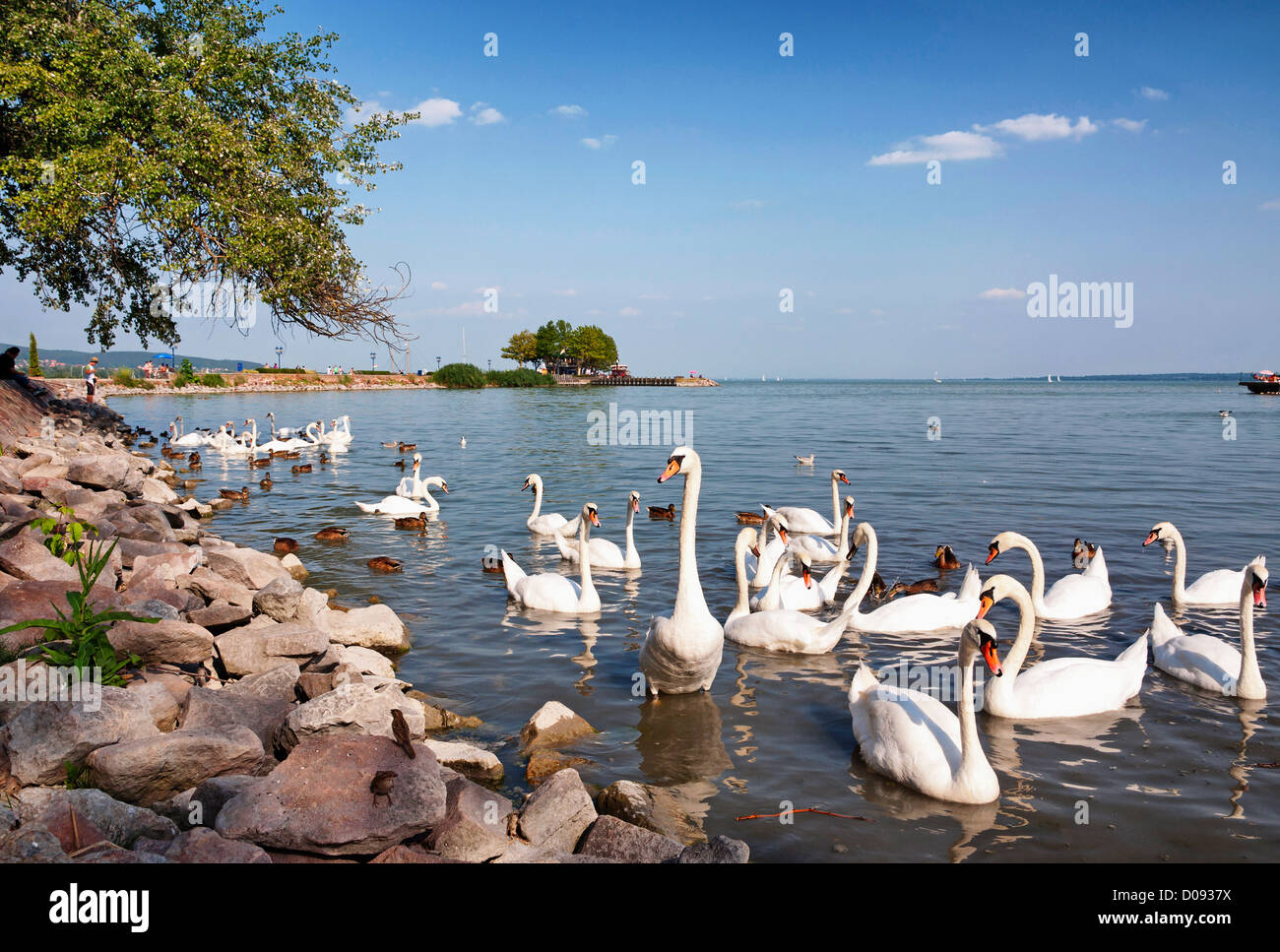 Swans are eating at Lake Balaton, Hungary Stock Photo - Alamy