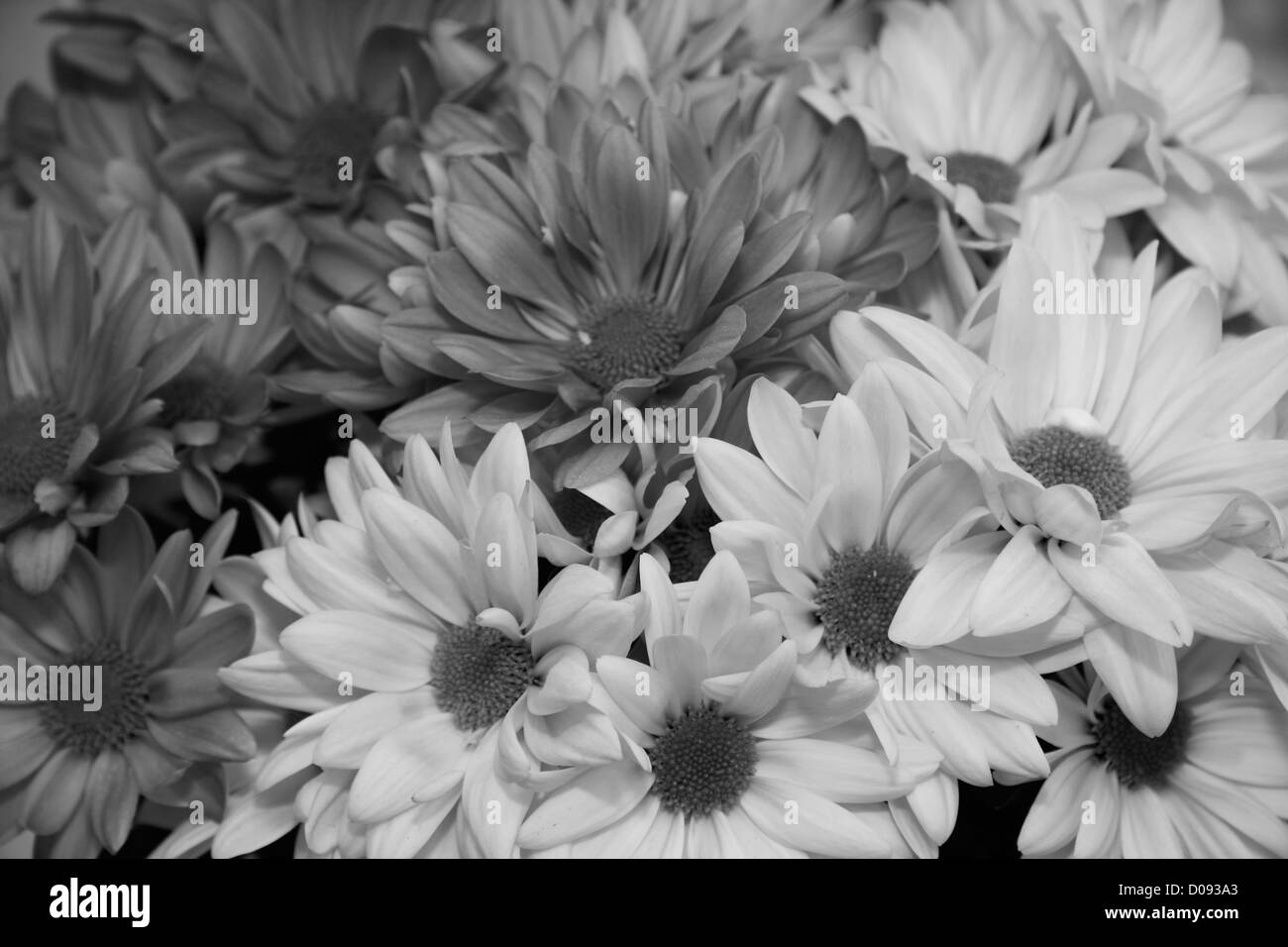 Asters bloom Black and White Stock Photos & Images - Alamy