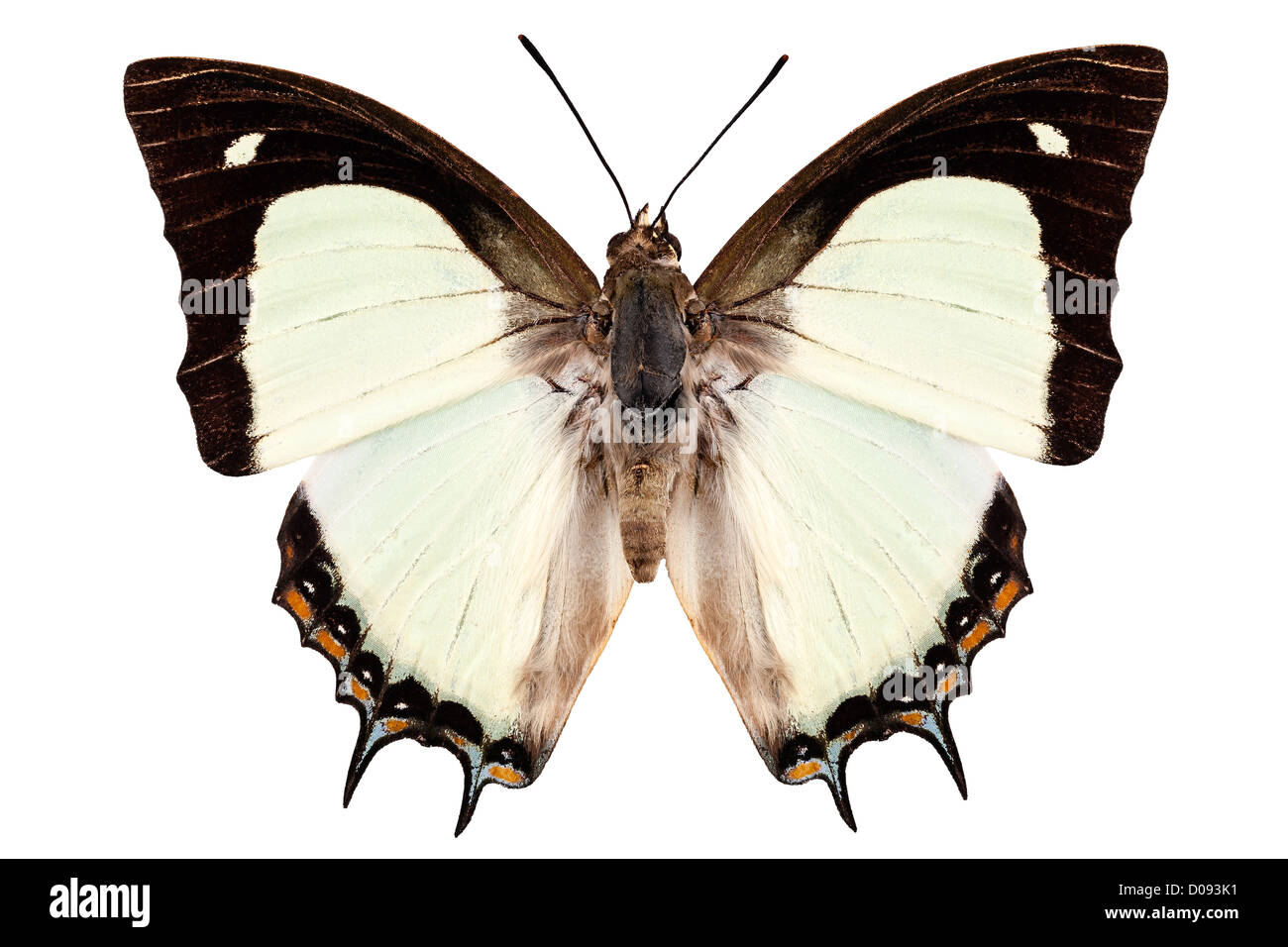 Butterfly species Polyura jalysus Stock Photo
