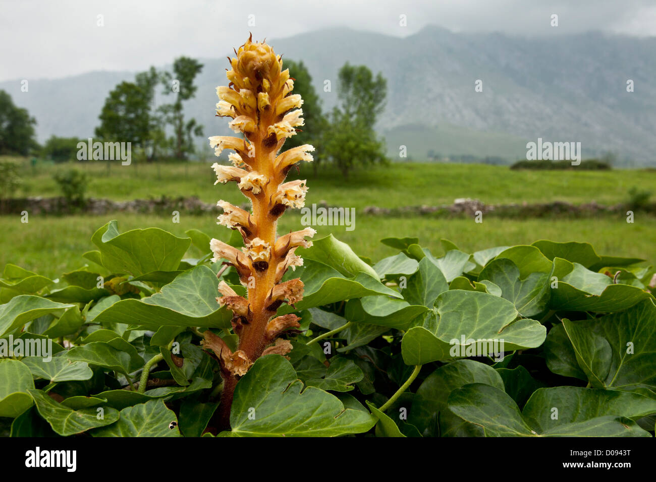 Ivy Broomrape (Orobanche hederae) parasitic on ivy, Picos de Europa, Europe Stock Photo