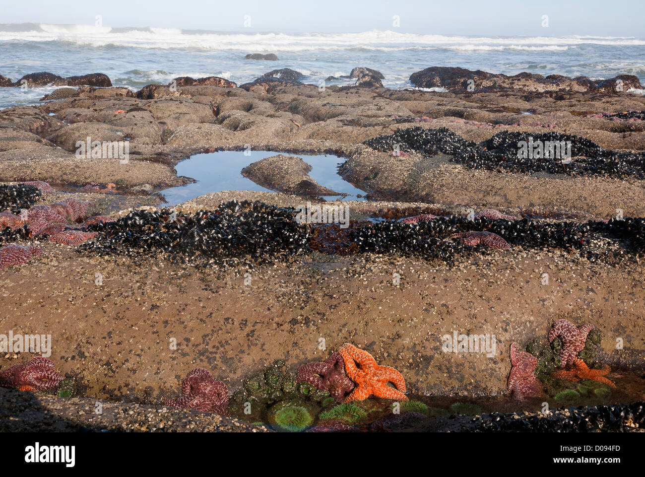 WASHINGTON - Mussels, Ochre Sea Stars and Anemones on exposed rocks off Beach 4 when the tide is out in Olympic National Park. Stock Photo
