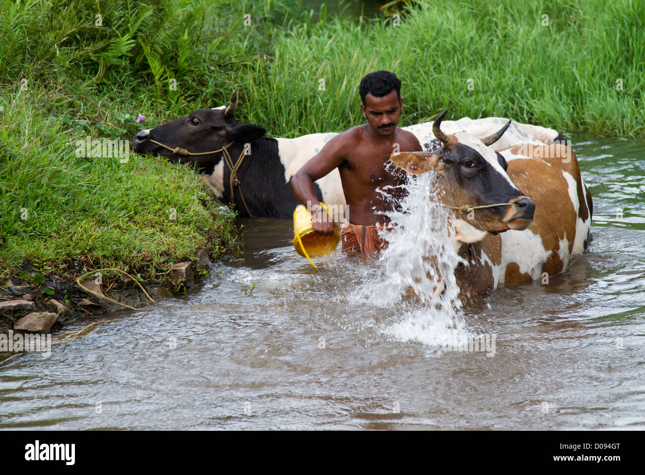 WASHING THE COWS PROTECTION AGAINST PARASITES FOR A GOOD QUALITY MILK NEDUNGOLAM KERALA SOUTHERN INDIA ASIA Stock Photo