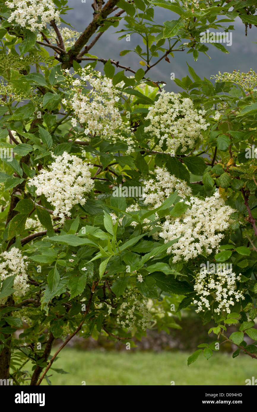 Common Elder (Sambucus nigra) in flower, in summer Stock Photo