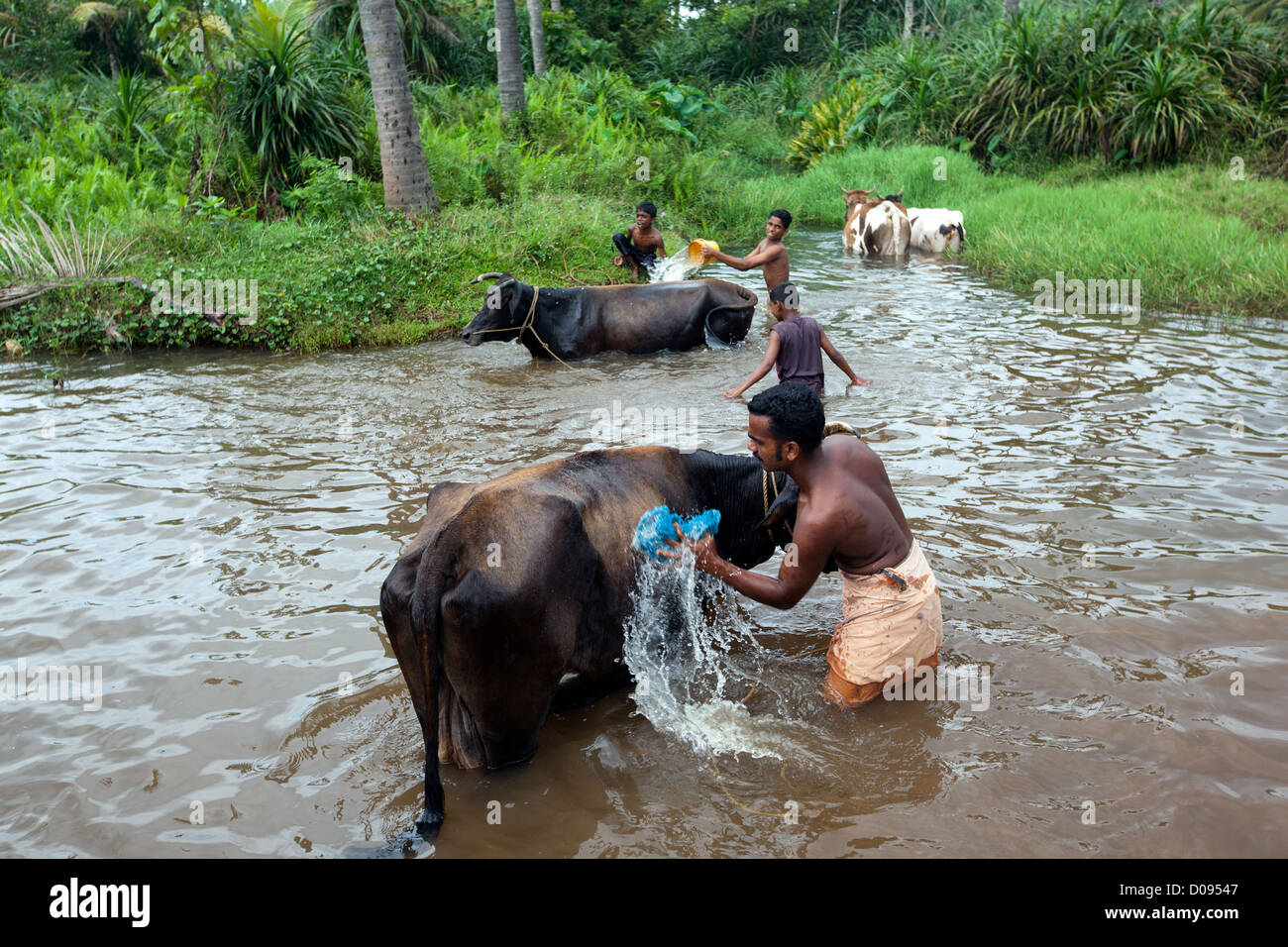 WASHING THE COWS PROTECTION AGAINST PARASITES FOR A GOOD QUALITY MILK NEDUNGOLAM KERALA SOUTHERN INDIA ASIA Stock Photo