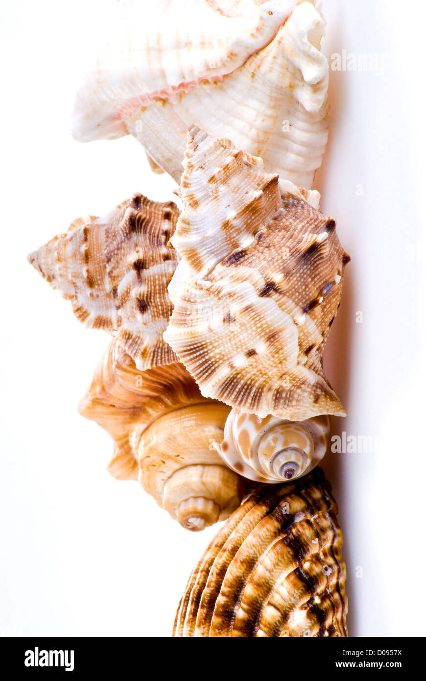 White shells background hi-res stock photography and images - Alamy