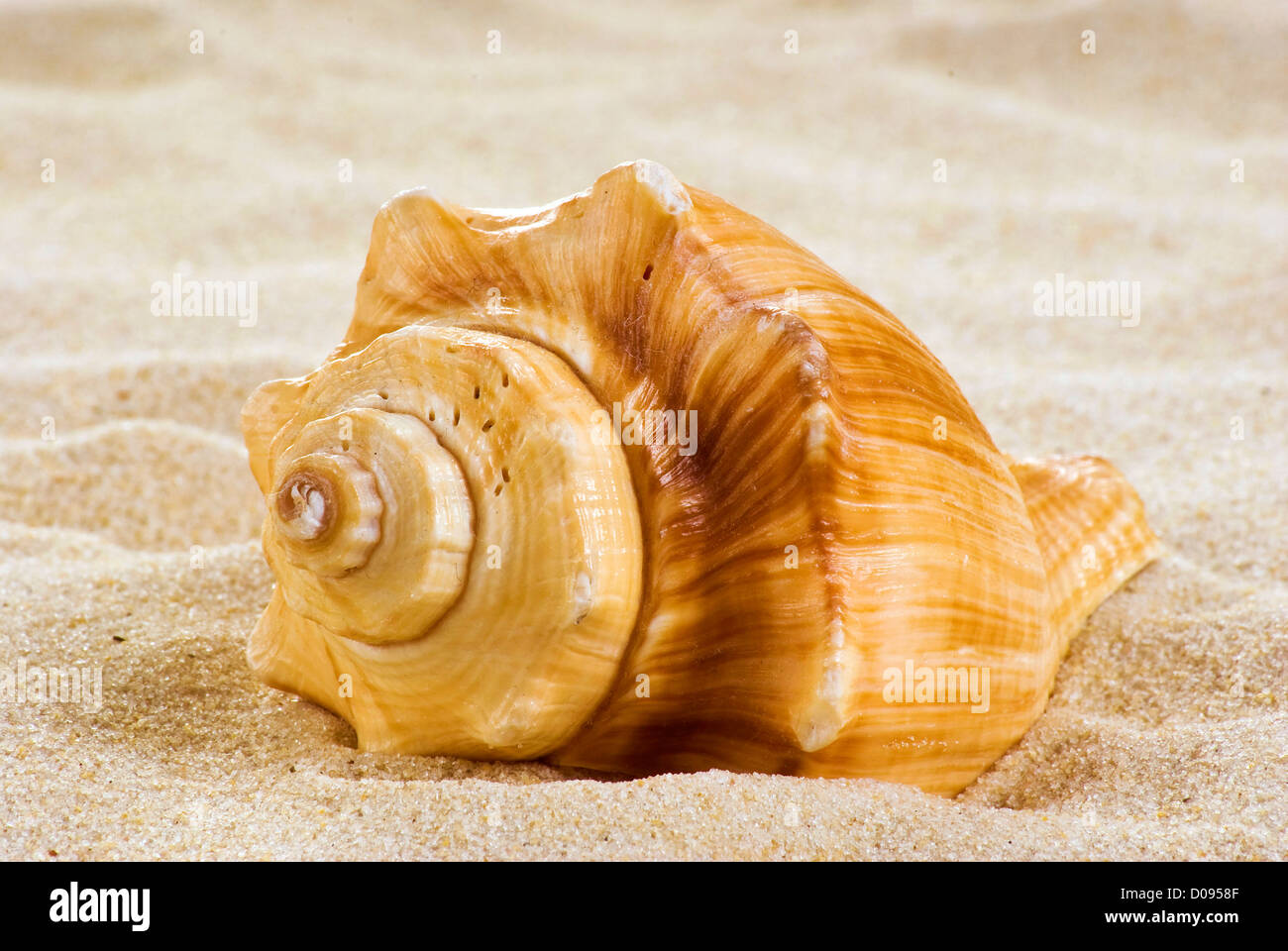 Colorful nautilus shell on the beach with a fishing pier in the background  in the Gulf of Mexico Stock Photo - Alamy