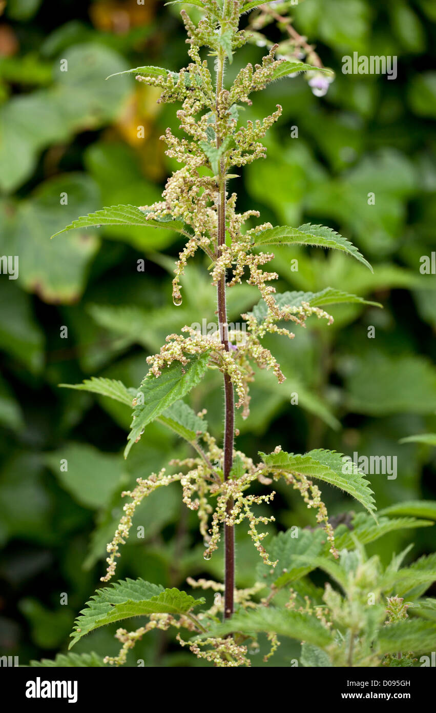 Stinging Nettle (Urtica dioica) in flower, close-up Stock Photo