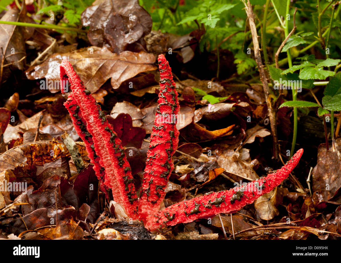 Octopus stinkhorn (Clathrus archeri) close-up. Fungus, introduced from Australia, naturalised in Europe Stock Photo