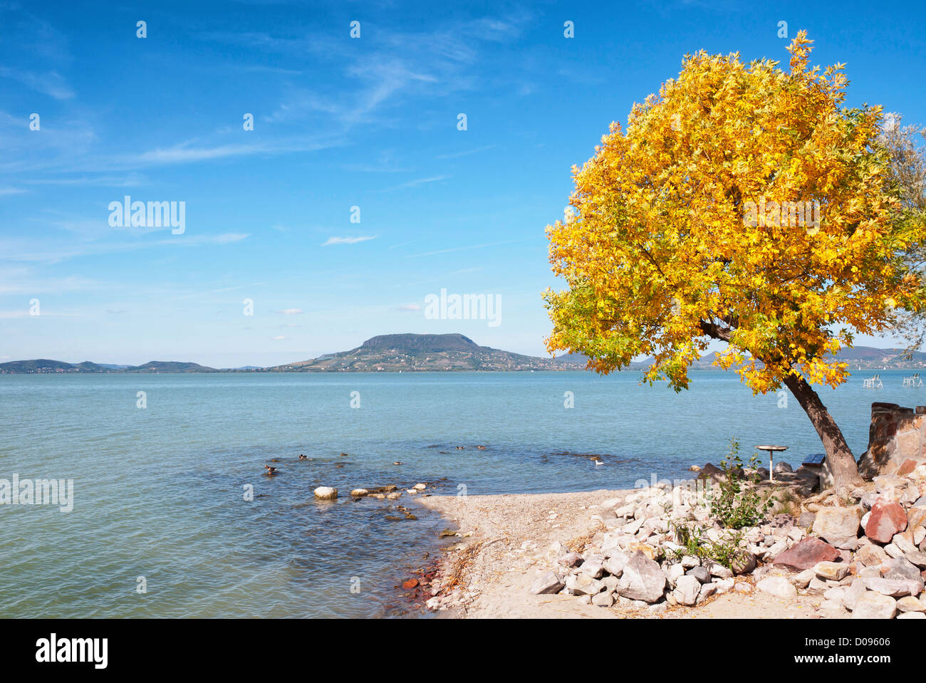 Autumn tree at Lake Balaton,Hungary Stock Photo
