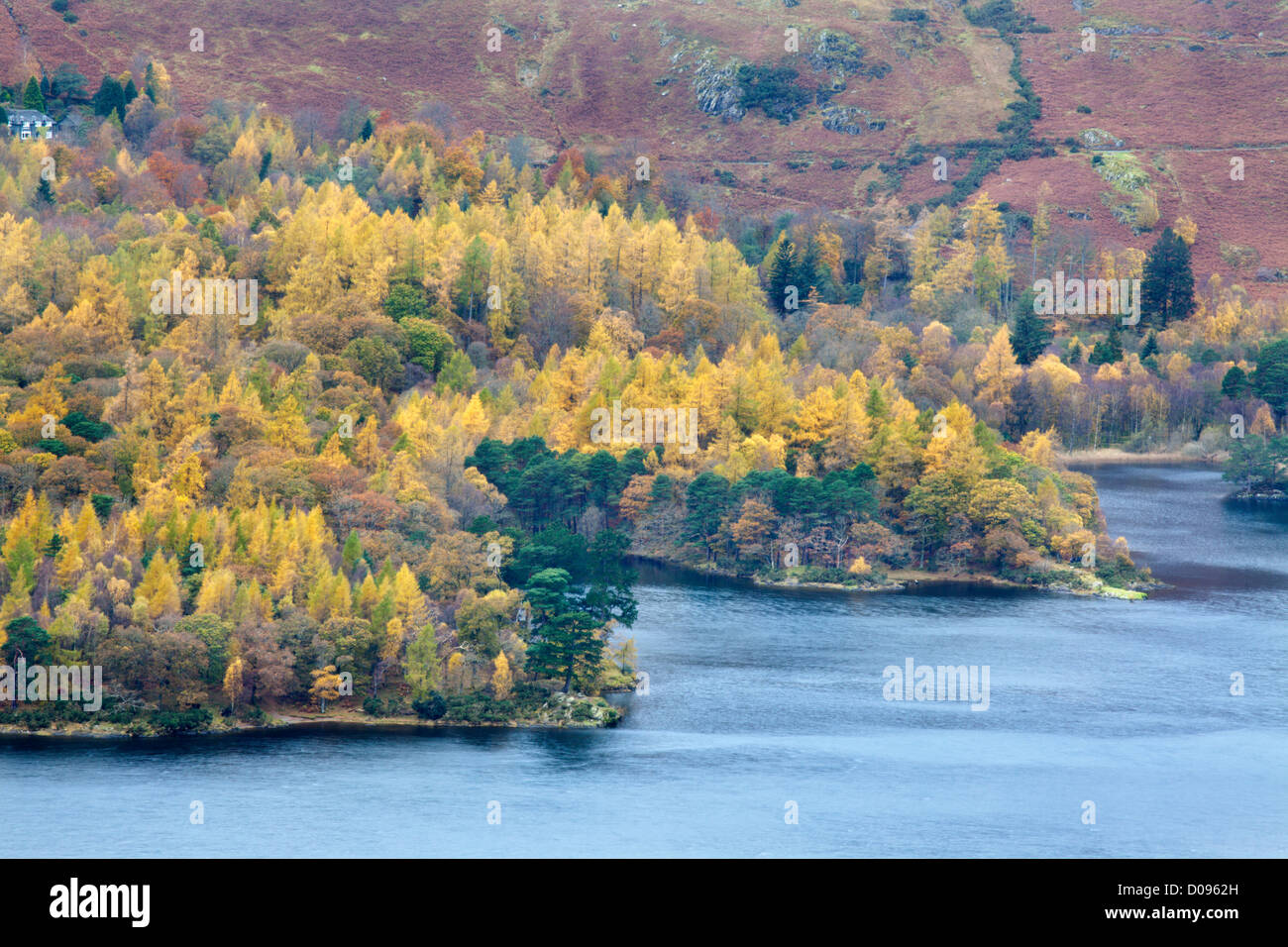 Autumn Larch Trees on the Derwentwater Shore from Surprise View in Ashness Woods near Grange Cumbria England Stock Photo