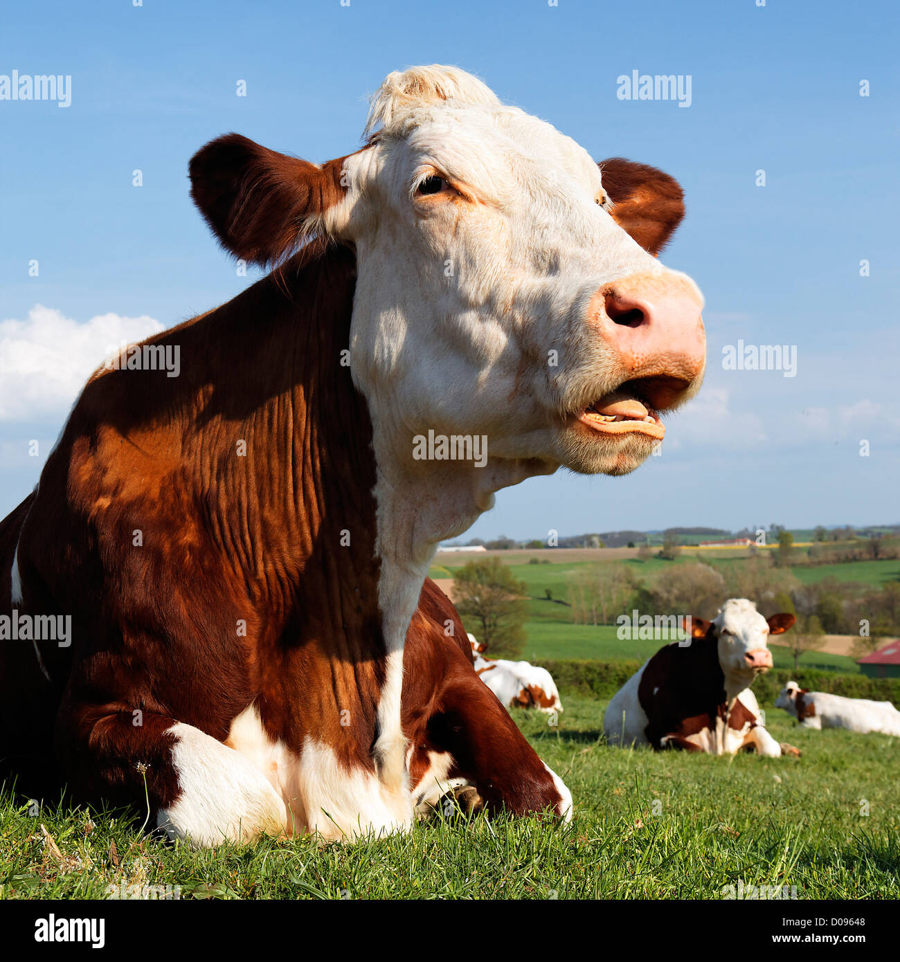 Ox square hires stock photography and images Alamy