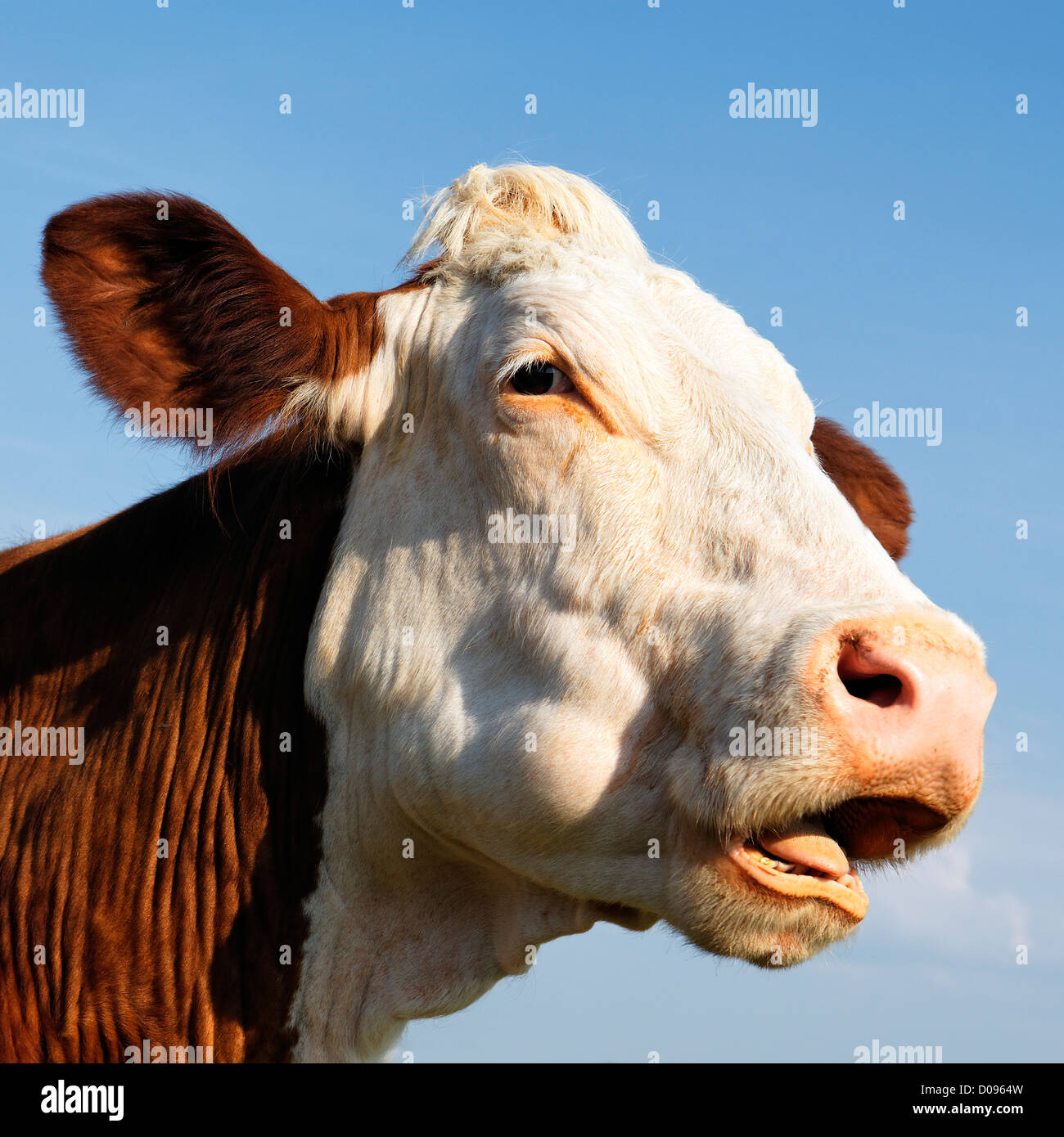 portrait of beautiful cow in blue sky Stock Photo - Alamy