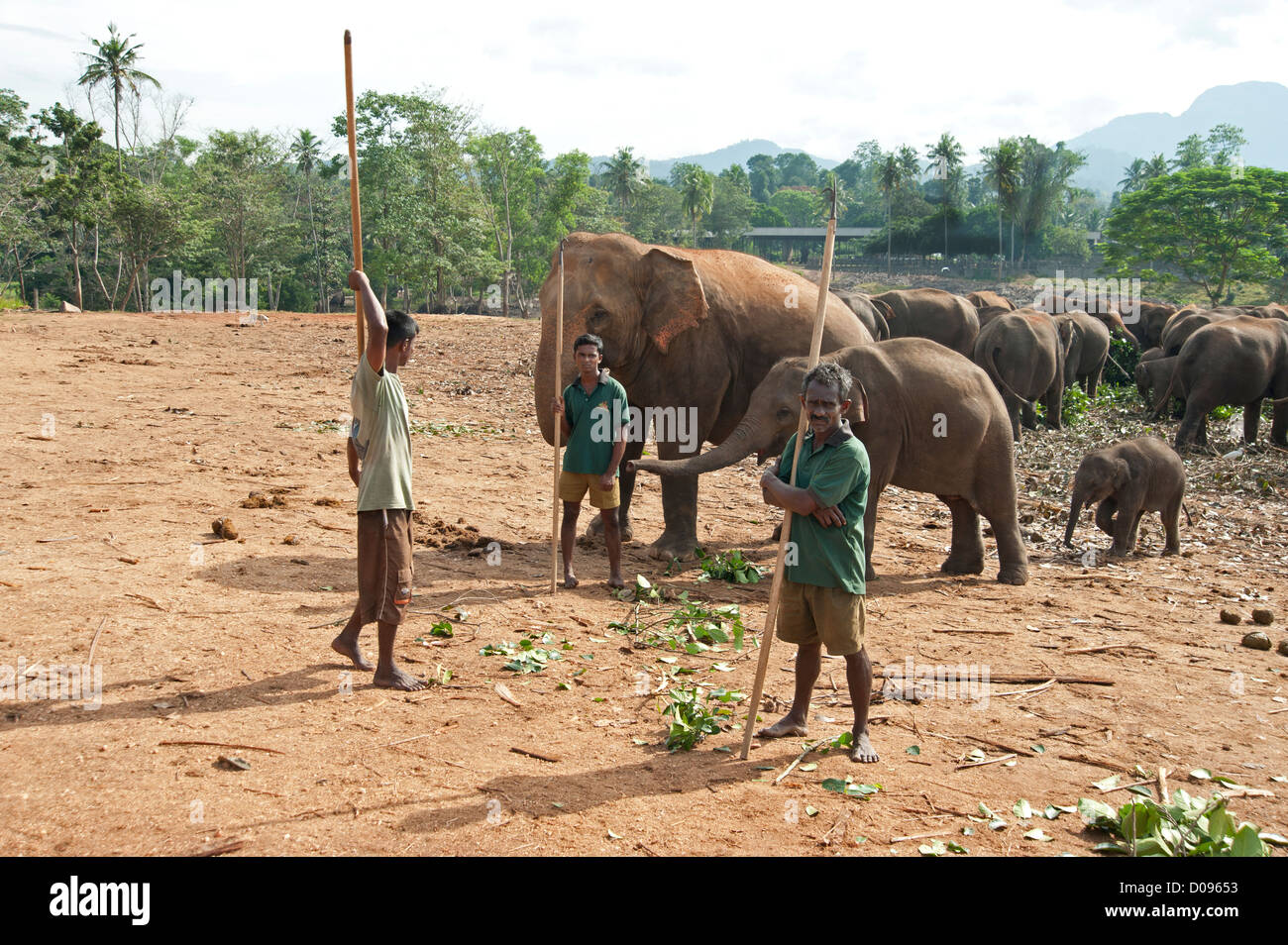 Mahouts and elephants feeding time at the Pinnewalla orphanage Sri Lanka Stock Photo