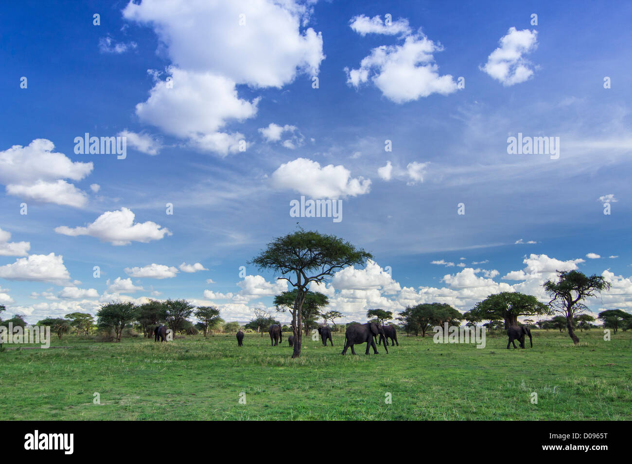 Elephant, Tarangire National Park, Tanzania, Africa Stock Photo