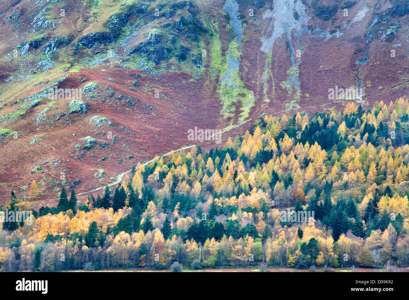 Autumn Larch Trees and the Slopes of Catbells from Surprise View in Ashness Woods near Grange Cumbria England Stock Photo