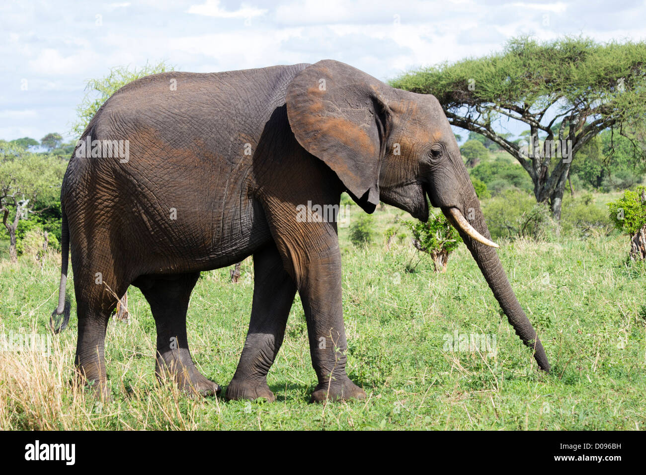 Elephant, Tarangire National Park, Tanzania, Africa Stock Photo