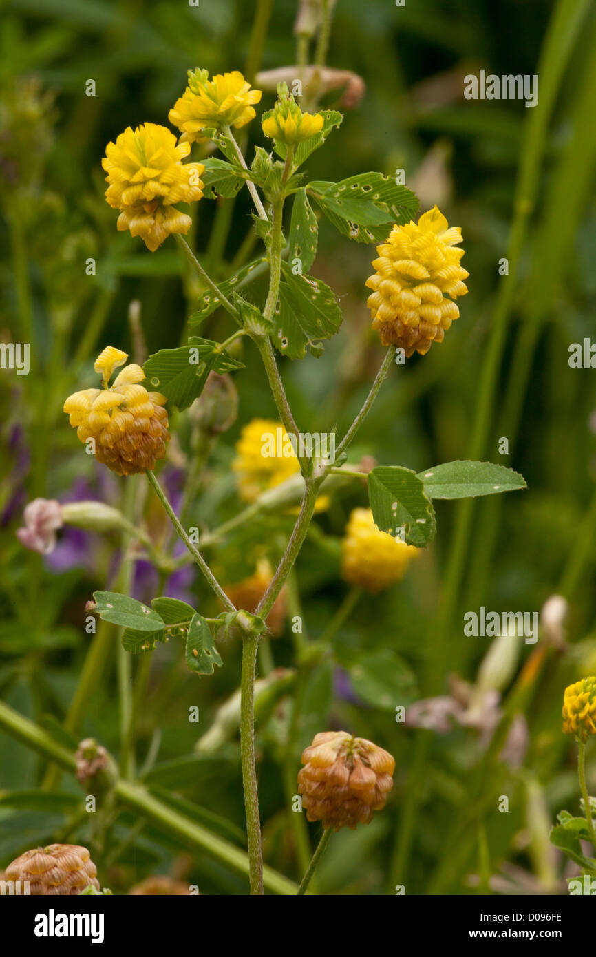 Hop Trefoil (Trifolium campestre) in flower, close-up Stock Photo
