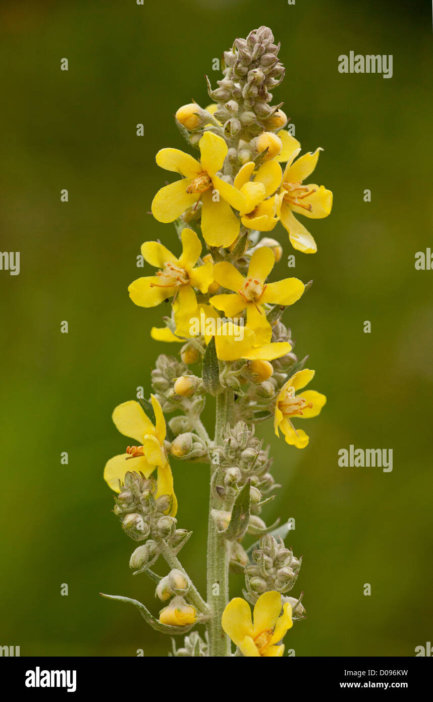 Yellowflowered form of White Mullein (Verbascum lychnitis) in flower