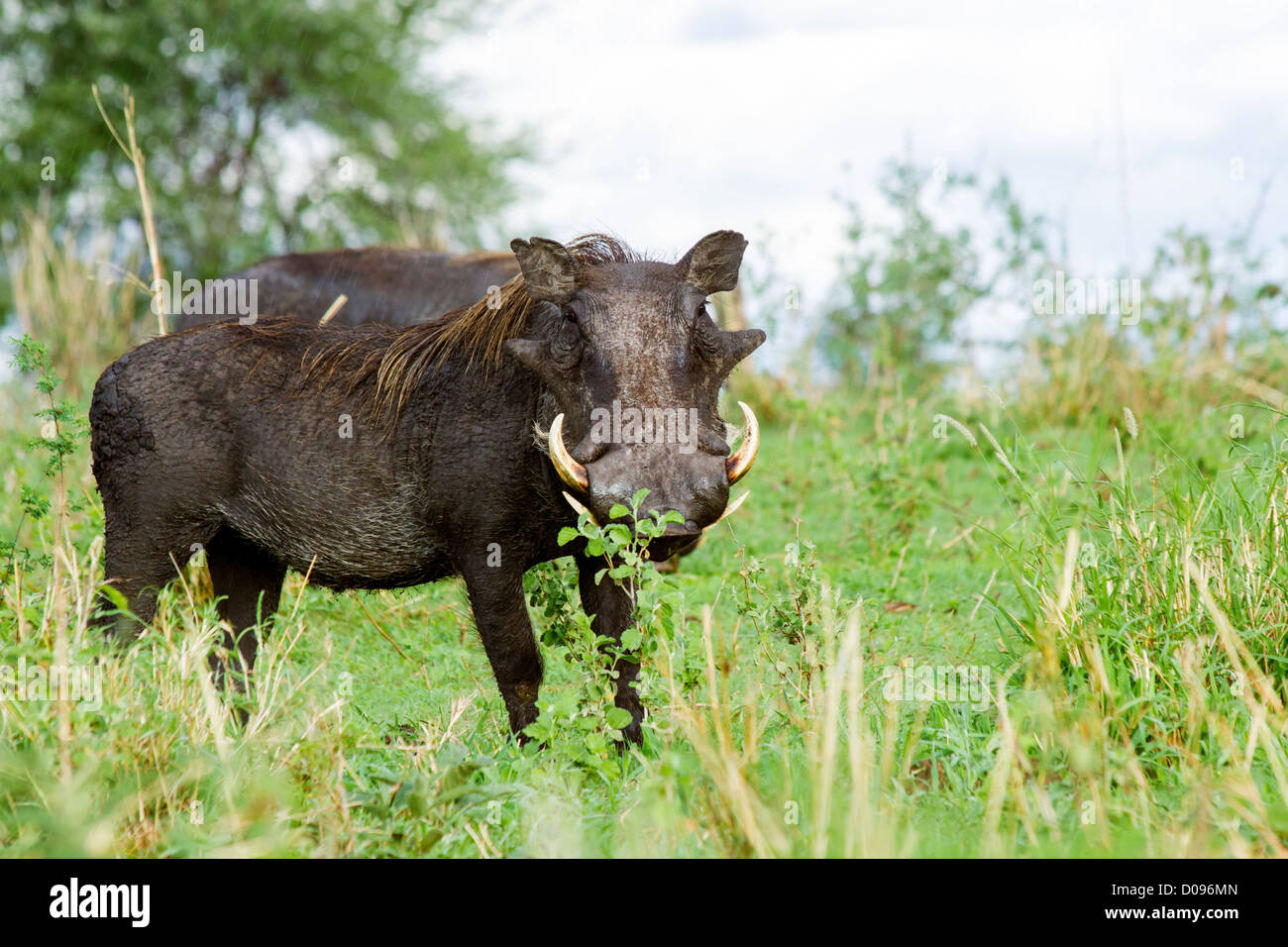Warthog with piglets, Tarangire National Park, Tanzania, Africa Stock Photo