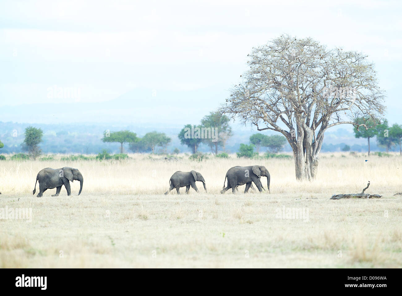 African Elephant Loxodonta africana walking through dry grass  Mikumi Game reserve . Southern Tanzania. Africa Stock Photo
