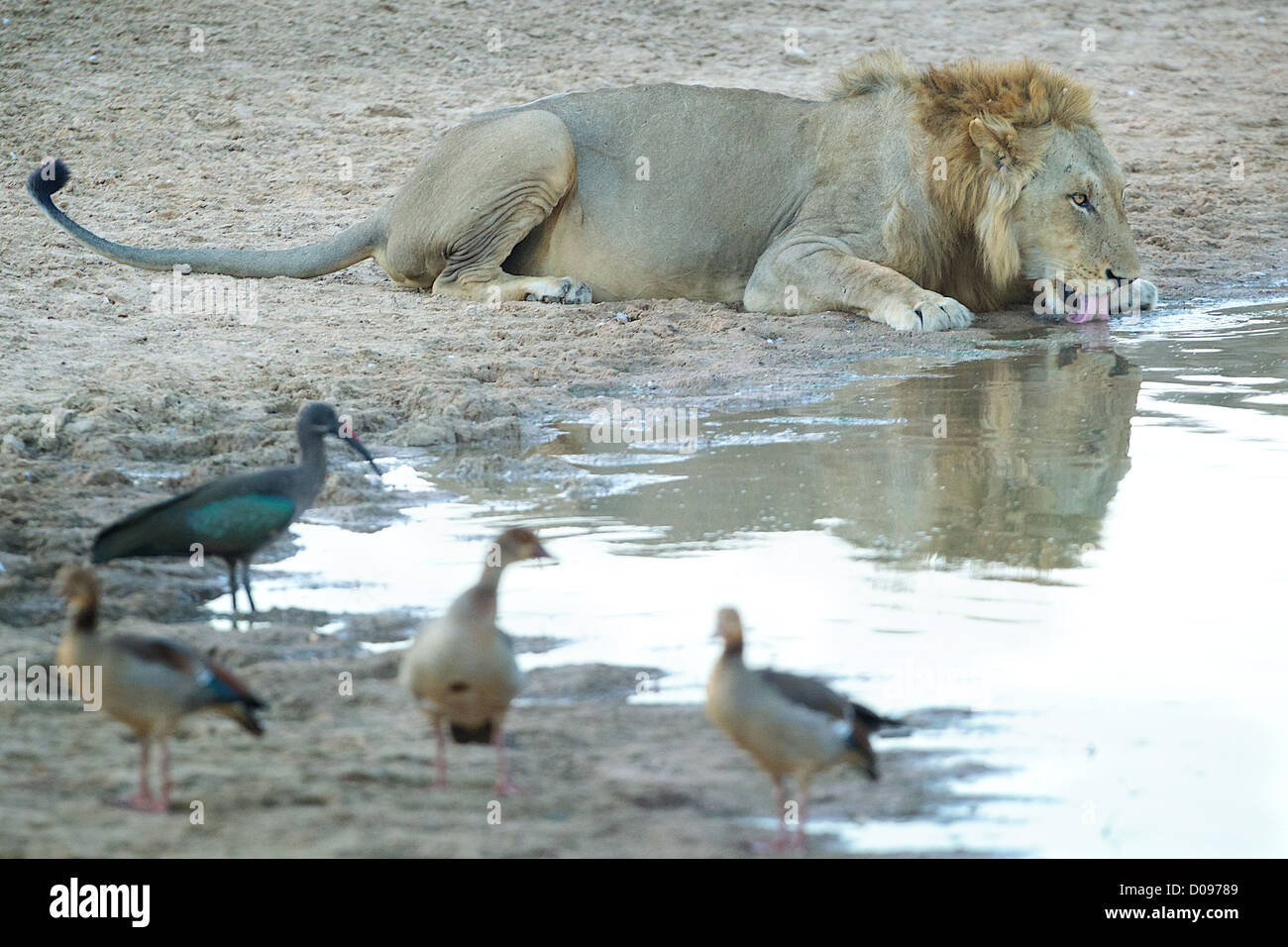 Male African Lion drinking Panthera leo in Mikumi Game reserve . Southern Tanzania. Stock Photo