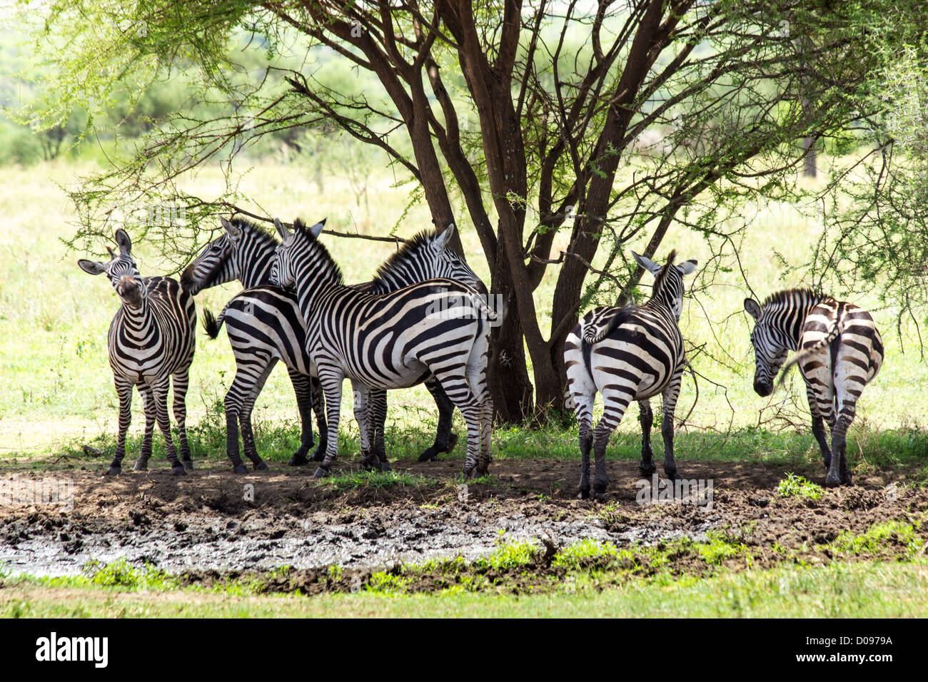 Zebra in jungle hires stock photography and images Alamy