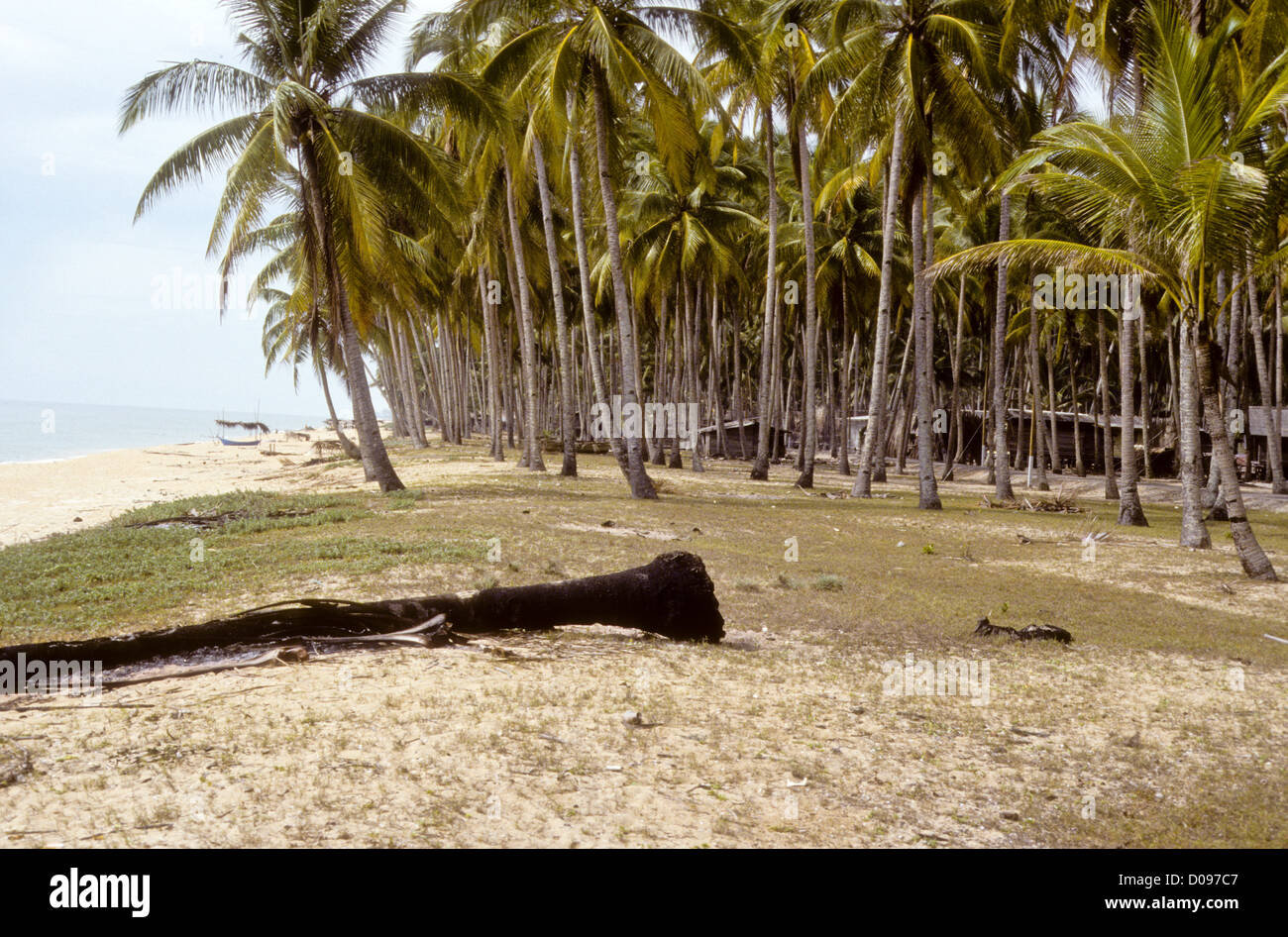 Fishing Boats,Fish,Vegetable Markets,Beaches,Sunsets,Coconut