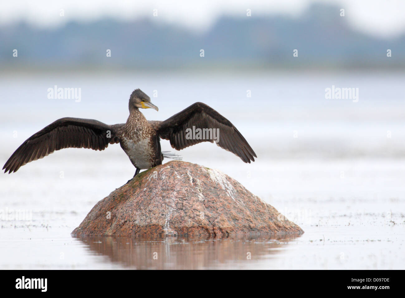 Cormorant (Phalacrocorax carbo), Europe, Estonia. Stock Photo