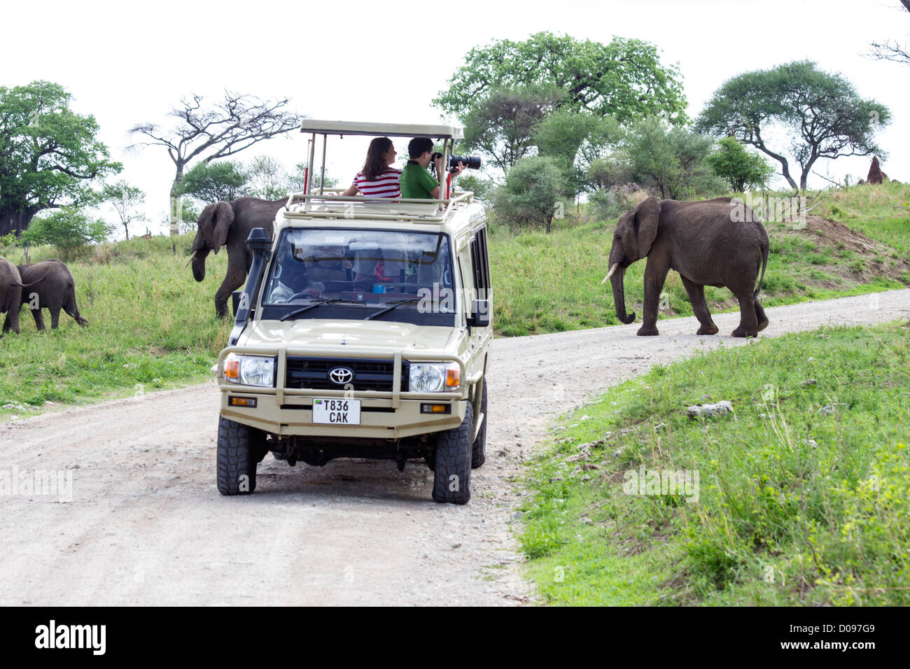 Safari vehicle and elephants, Tarangire National Park, Tanzania, Africa Stock Photo