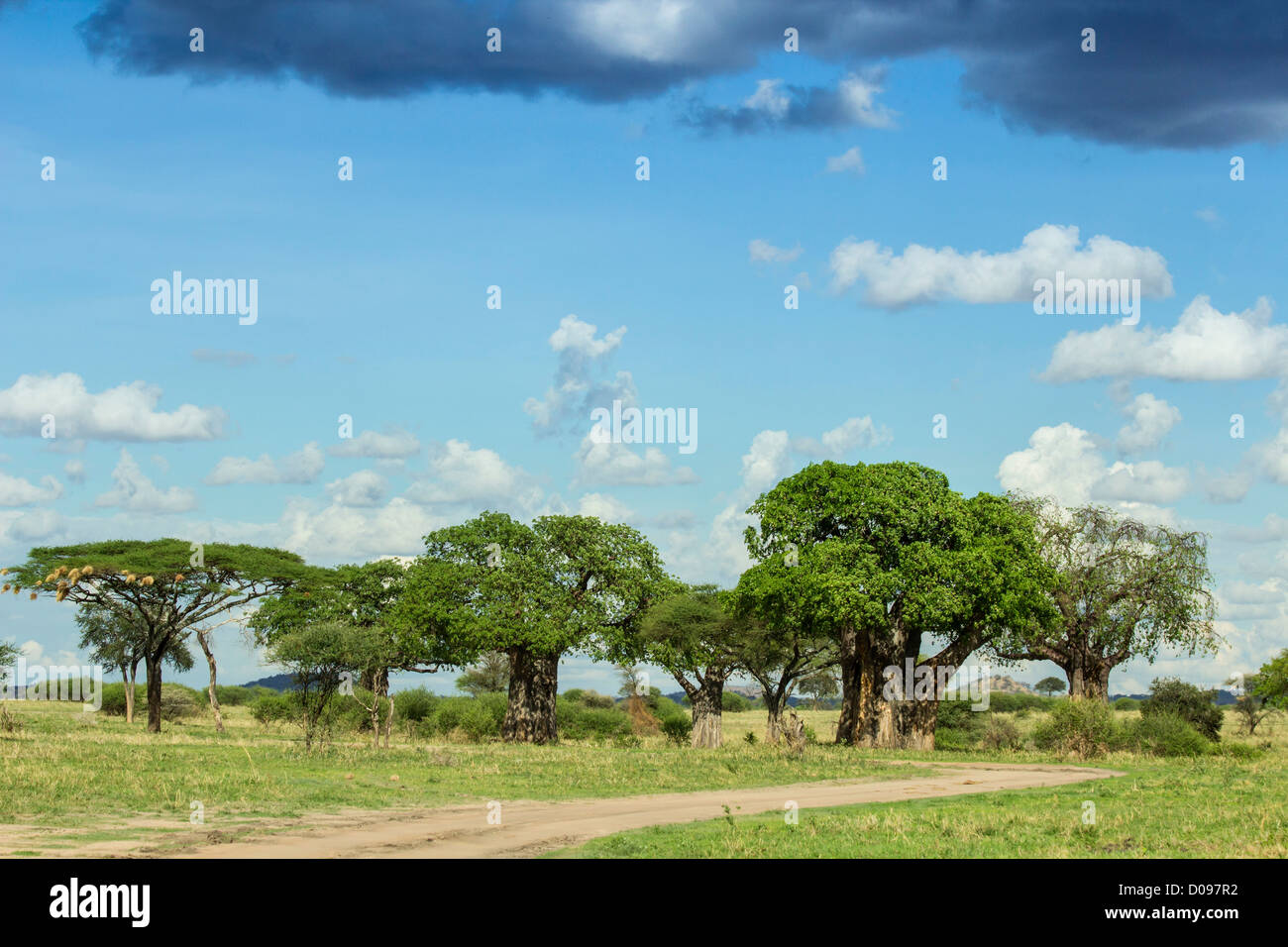 Tarangire National Park. Tanzania Africa Stock Photo