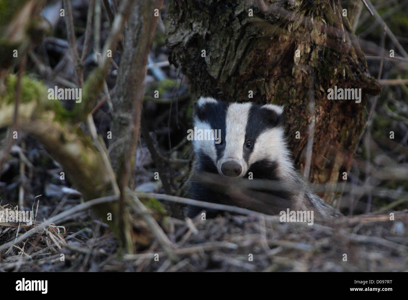 European Badger (Meles meles) looking out from his hole. Europe Stock Photo