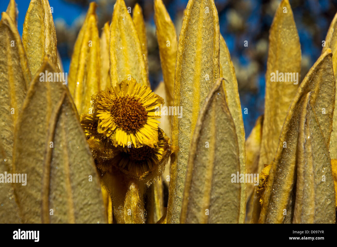 A closeup of a yellow espeletia flower. Stock Photo