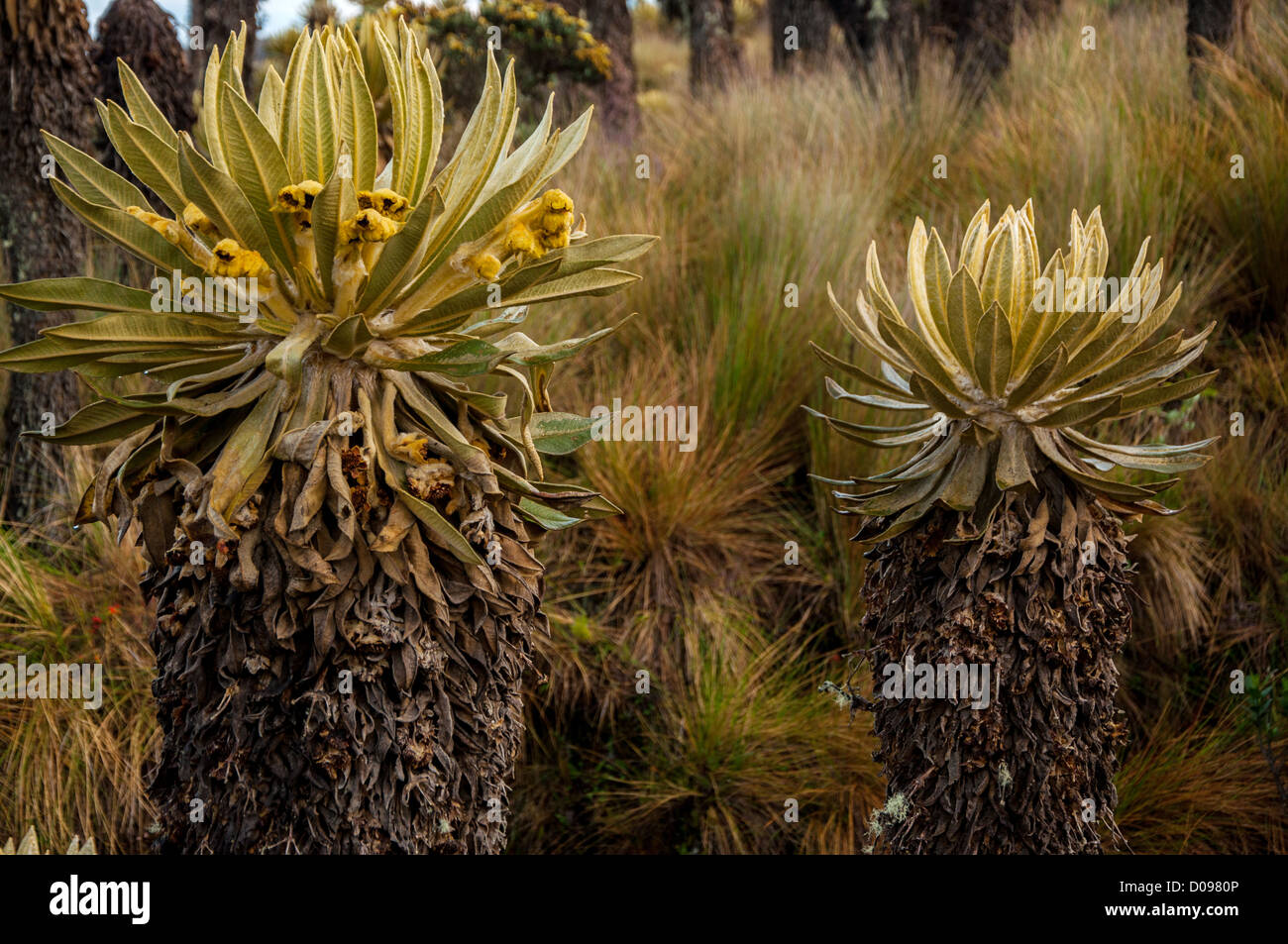 Two espeletia plants in Nevado del Ruiz National Park. Stock Photo