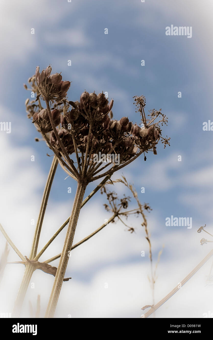 Close-up of cow parsley, plant, against blue sky, black and white, cross processed, plant close up Stock Photo