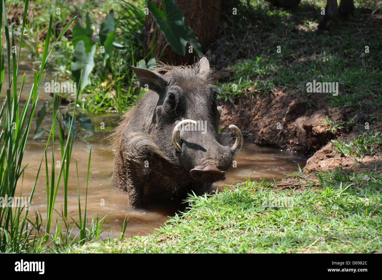 Warthog in a muddy pool Stock Photo
