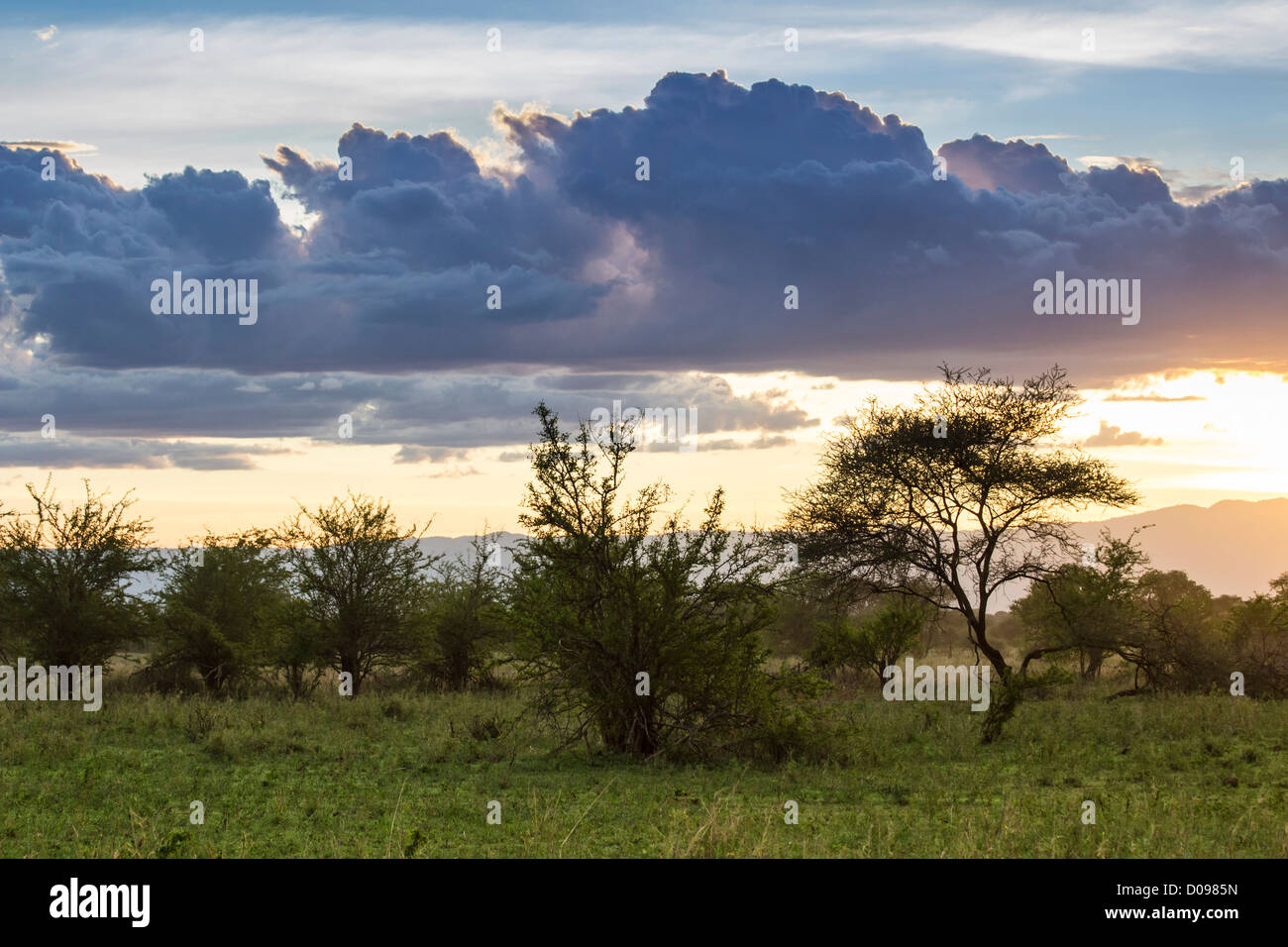 Tarangire National Park. Tanzania Africa Stock Photo