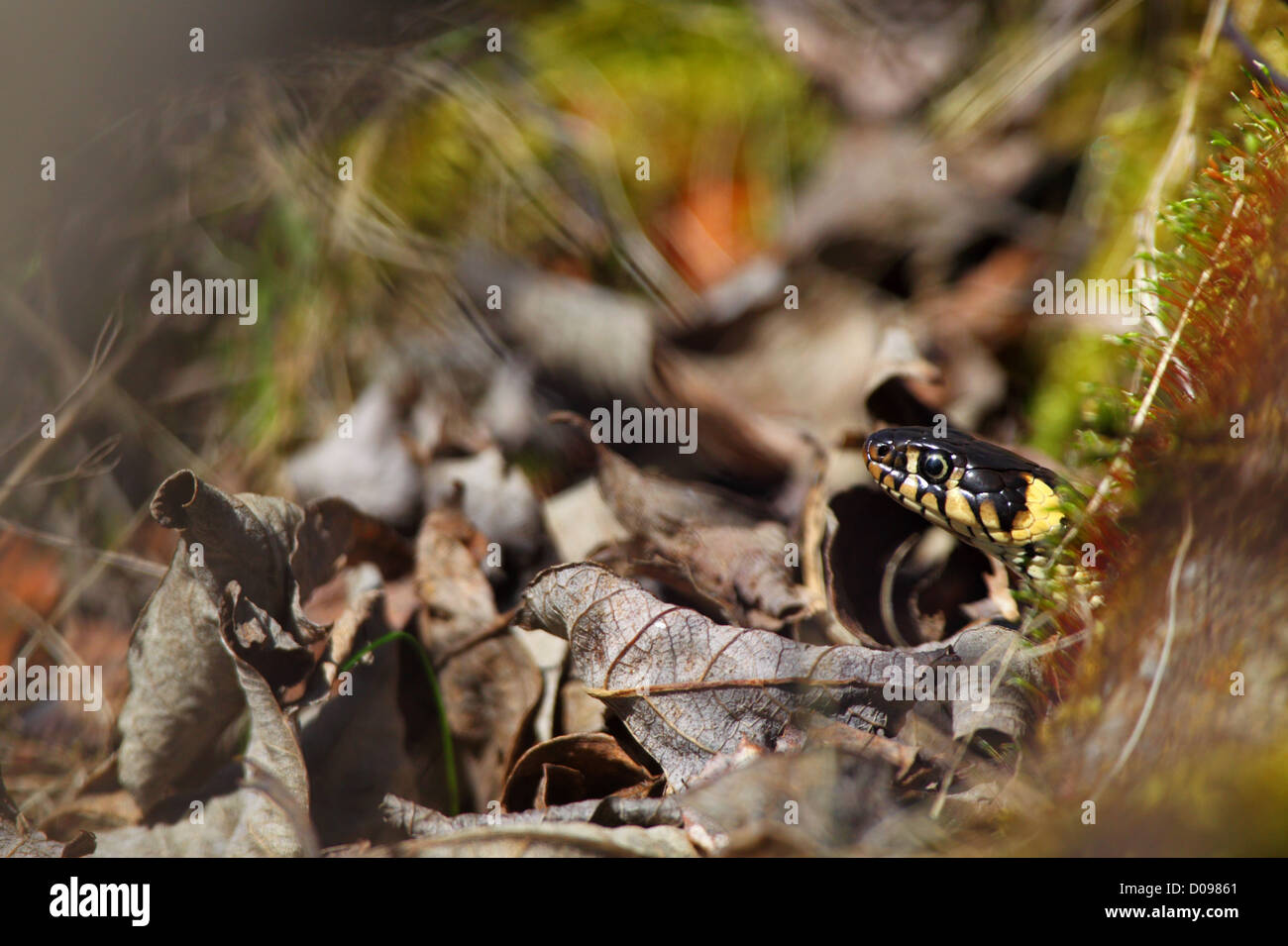 Grass Snake (Natrix natrix) peeking out. Europe, Estonia Stock Photo