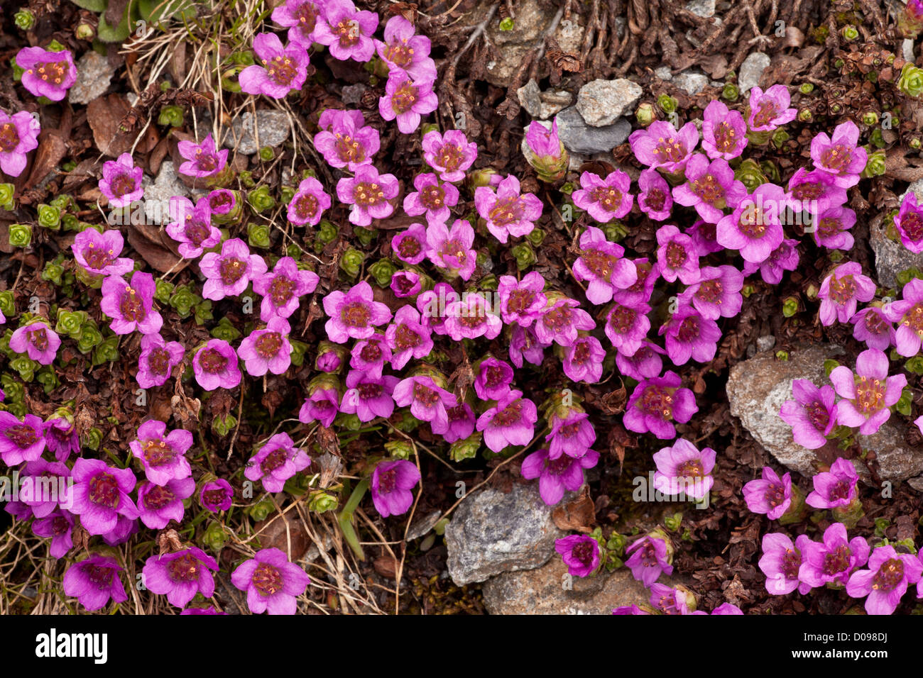 Purple saxifrage (Saxifraga oppositifolia) in flower at high altitude